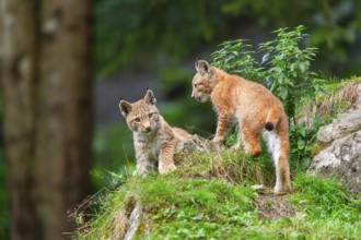 Eurasian lynx (Lynx lynx) youngsters on a rock, Austria