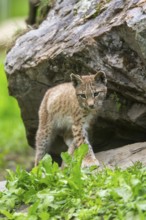 Eurasian lynx (Lynx lynx) youngster on a rock, Austria