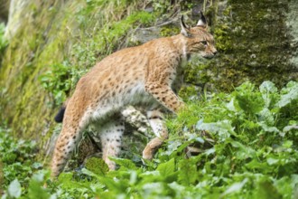 Eurasian lynx (Lynx lynx) on a meadow, Austria