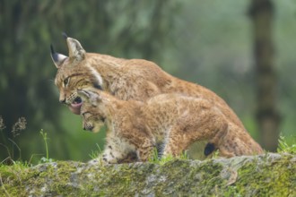 Eurasian lynx (Lynx lynx) mother with her youngster, Austria