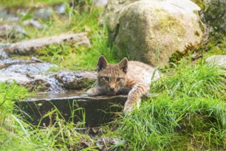 Eurasian lynx (Lynx lynx) youngster drinking water, Austria