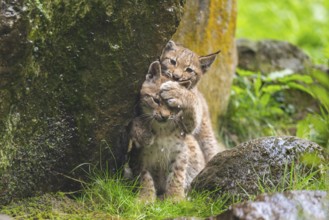 Eurasian lynx (Lynx lynx) youngsters playing with each other, Austria