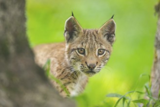 Eurasian lynx (Lynx lynx) youngster, portrait, Bavaria, Germany