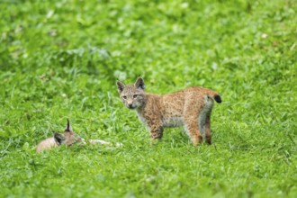 Eurasian lynx (Lynx lynx) youngster on a meadow, Bavaria, Germany