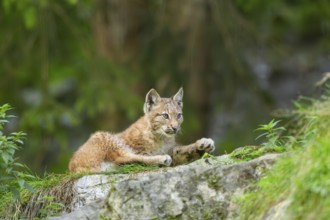 Eurasian lynx (Lynx lynx) youngster on a rock, Bavaria, Germany