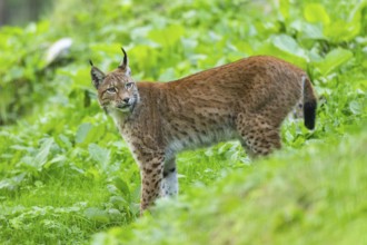 Eurasian lynx (Lynx lynx) on a meadow, Austria