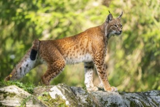 Eurasian lynx (Lynx lynx) on a rock, Austria