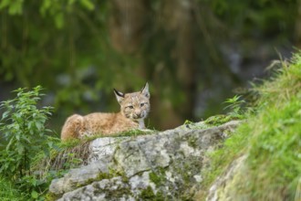 Eurasian lynx (Lynx lynx) youngster on a rock, Bavaria, Germany