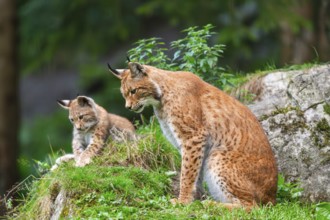 Eurasian lynx (Lynx lynx) mother with her youngster, Austria