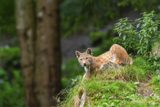Eurasian lynx (Lynx lynx) youngster on a rock, Austria