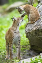 Eurasian lynx (Lynx lynx) mother with her youngster, Austria