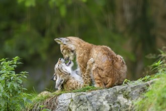 Eurasian lynx (Lynx lynx) youngsters on a rock, Bavaria, Germany