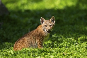Eurasian lynx (Lynx lynx) youngster on a meadow, Bavaria, Germany