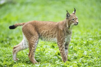 Eurasian lynx (Lynx lynx) on a meadow, Austria