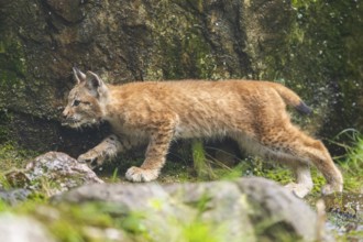Eurasian lynx (Lynx lynx) youngster on a rock, Austria