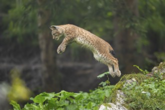 Eurasian lynx (Lynx lynx) youngster jumping in the air, Bavaria, Germany