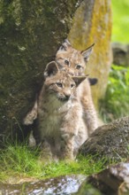 Eurasian lynx (Lynx lynx) youngsters playing with each other, Austria