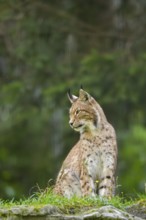 Eurasian lynx (Lynx lynx) on a meadow, Austria