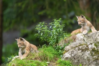 Eurasian lynx (Lynx lynx) youngsters on a rock, Austria