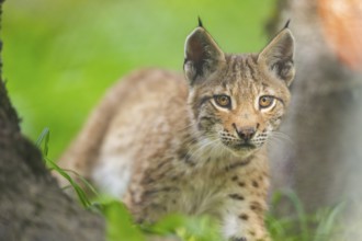 Eurasian lynx (Lynx lynx) youngster, portrait, Bavaria, Germany