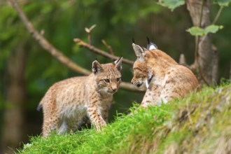 Eurasian lynx (Lynx lynx) mother with her youngster, Austria