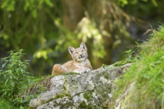 Eurasian lynx (Lynx lynx) youngster on a rock, Bavaria, Germany