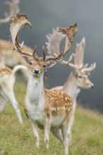 European fallow deer (Dama dama) stags on a meadow, tirol, Kitzbühel, Wildpark Aurach, Austria