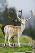 European fallow deer (Dama dama) stag on a meadow, tirol, Kitzbühel, Wildpark Aurach, Austria