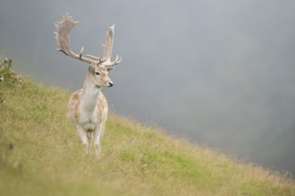 European fallow deer (Dama dama) stag on a meadow, tirol, Kitzbühel, Wildpark Aurach, Austria