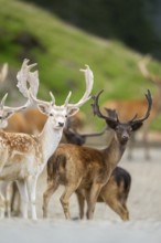 European fallow deer (Dama dama) stags, tirol, Kitzbühel, Wildpark Aurach, Austria