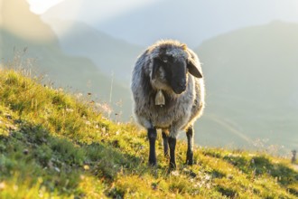 Domestic sheep (Ovis orientalis aries) at sunrise in the Mountains at Hochalpenstraße, Pinzgau,