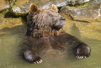 Eurasian brown bear (Ursus arctos arctos) in the water, Austria