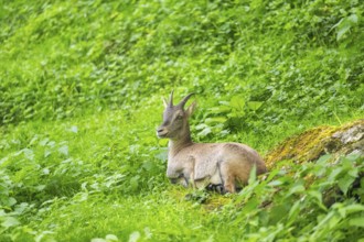 Alpine ibex (Capra ibex) female lying on a meadow, Austria