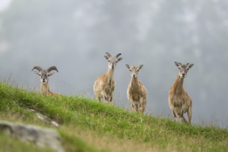 European mouflon (Ovis aries musimon) standing on a meadow, tirol, Kitzbühel, Wildpark Aurach,