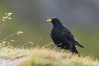 Yellow-billed chough (Pyrrhocorax graculus) in the mountains at Hochalpenstraße, Pinzgau, Salzburg,