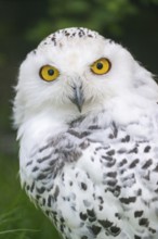 Snowy owl (Bubo scandiacus), portrait, Bavaria, Germany