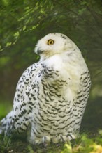 Snowy owl (Bubo scandiacus) sitting on the ground, Bavaria, Germany