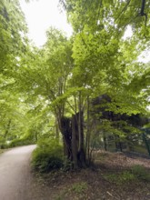 Many shoots come from a sawn-off deciduous tree