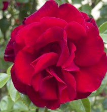 Red rose, hybrid rose (Rosa hybrida)
