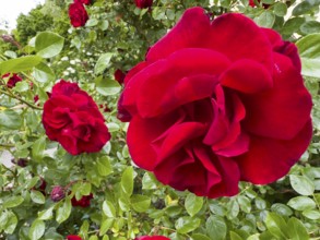 Red rose, hybrid rose (Rosa hybrida)