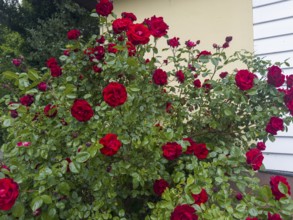 Rose bush, red roses, hybrid rose (Rosa hybrida)