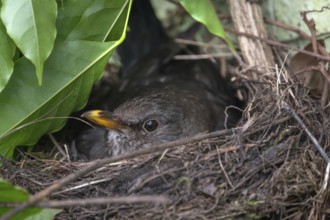 Blackbird (Turdus merula) brooding in its nest, Bavaria, Germany