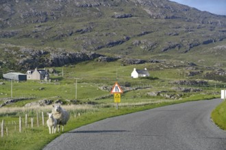 Two sheep on a road in a rural setting with green hills and scattered houses, Isle of Barra,