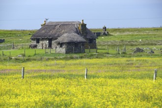 Stone thatched cottage surrounded by a flowering yellow field and green meadow in a rural setting,