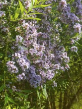 Narrow-leaved summer lilac, narrow-leaved butterfly bush (Buddleja alternifolia)