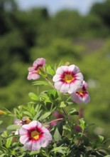 Blooming magic bells (Calibrachoa), in the countryside, North Rhine-Westphalia, Germany