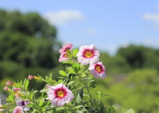 Blooming magic bells (Calibrachoa), in front of a blue sky, North Rhine-Westphalia, Germany
