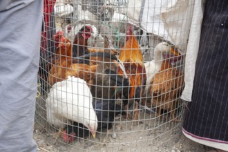 Animal market, Poultry in cage, City of Otavalo, Imbabura province, Ecuador