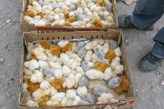 Animal market, Chicks in boxes, City of Otavalo, Imbabura province, Ecuador