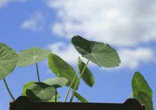 Leaves of nasturtium (Tropaeolum), in front of a blue sky, North Rhine-Westphalia, Germany